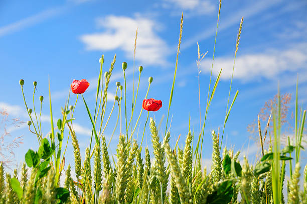 istock Grasses, grain and poppy flowers against blue sky 182830929