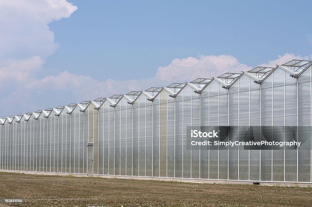 Large Greenhouse Wide angle view of a large gutter connected greenhouse operation in South-Western Ontario.Wide angle view of a large gutter connected greenhouse operation in South-Western Ontario.Similar Images: Greenhouse Stock Photo