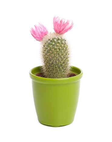 cactus with 2 flowers on it on a green pot