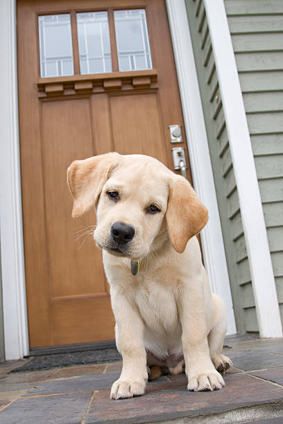 istock Unstable yellow lab puppy 182831289