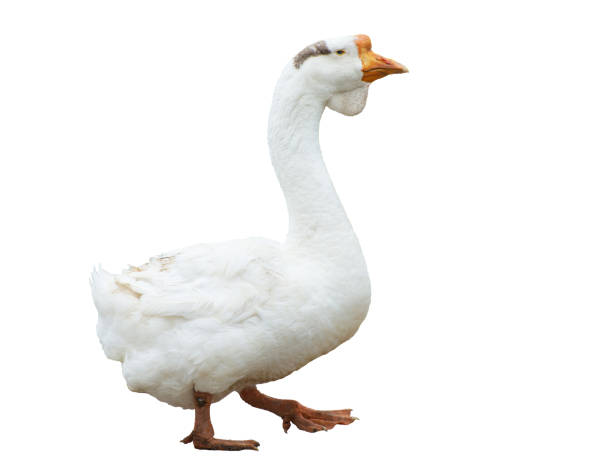 istock White goose portraite. Isolated on white background. Poultry farm. 1828313064