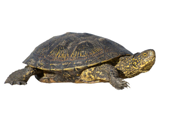 istock The turtle crawling on the sand. Desert animals, reptile. 1828313313