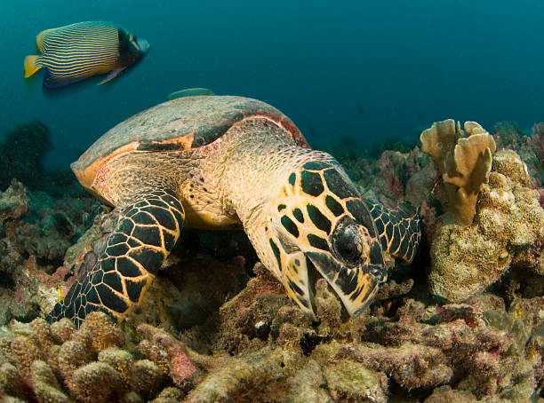 alimentação de tartarugas marinhas - hawksbill turtle - fotografias e filmes do acervo