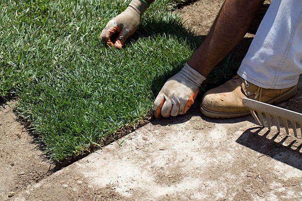 istock Worker installing grass lawn of sod 182831522