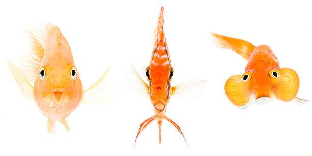 blood parrot  discus fish and bubble eye goldfish