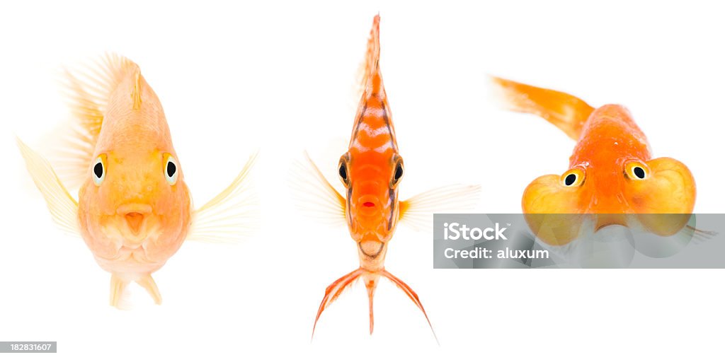 Peixe papagaio de sangue disco e pensamento olhos goldfish - Foto de stock de Peixe royalty-free