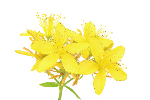 St. John's wort (hypericum perforatum) isolated on white St John's wort is known as a herbal treatment for depression.