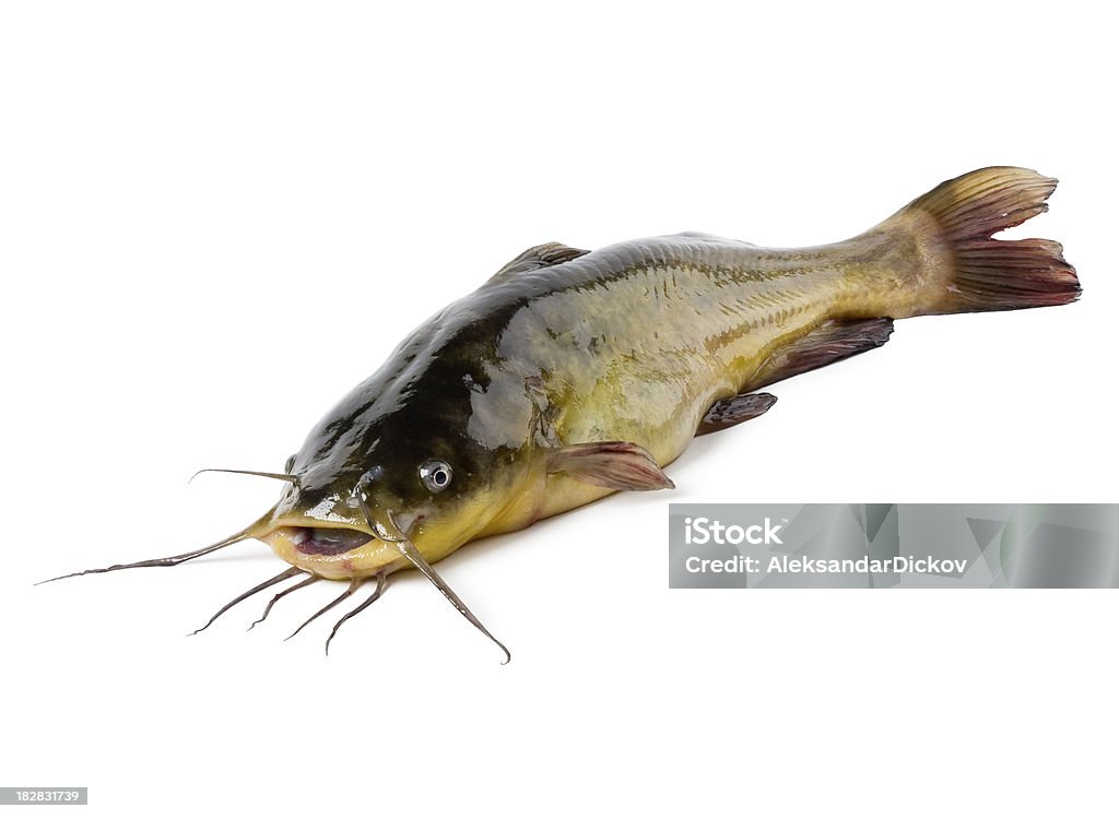 Pesce gatto - Foto stock royalty-free di Siluriformes