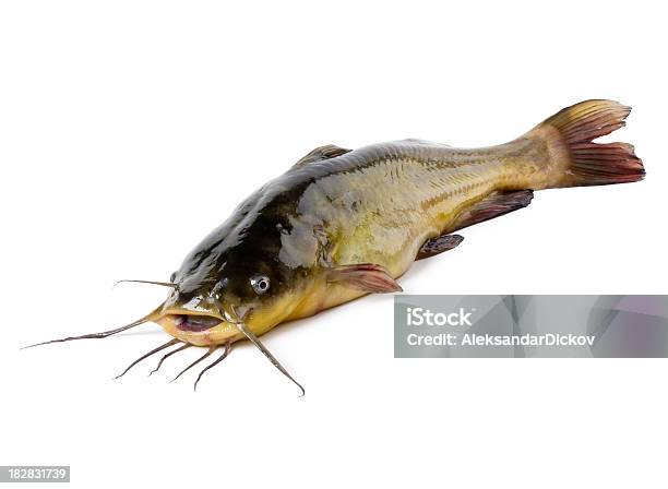 Pesce Gatto - Fotografie stock e altre immagini di Siluriformes - Siluriformes, Animale, Carne