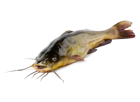 Freshwater catfish isolated on white.Please see some similar pictures from my portfolio:
