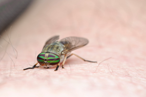 Horse fly bites macro photographer.