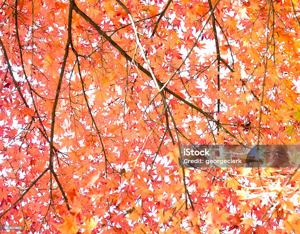 Autumn Tree abstracto - Foto de stock de Abstracto libre de derechos