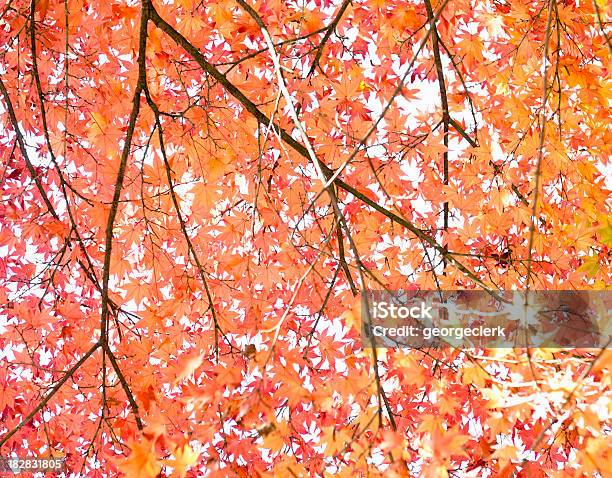 Autumn Tree Abstracto Foto de stock y más banco de imágenes de Abstracto - Abstracto, Aire libre, Alto - Descripción física