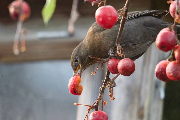 istock Blackbird eating red crab apples 1828320576