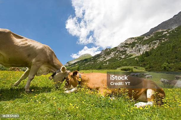 Photo libre de droit de Vaches banque d'images et plus d'images libres de droit de Autriche - Autriche, Pâturage, Vache laitière