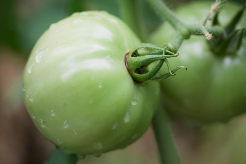 A close up of two green tomatoes on the vine with focus on the stem end of the front tomato.