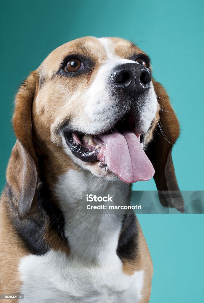 Pies Portret - Zbiór zdjęć royalty-free (Czarny kolor)
