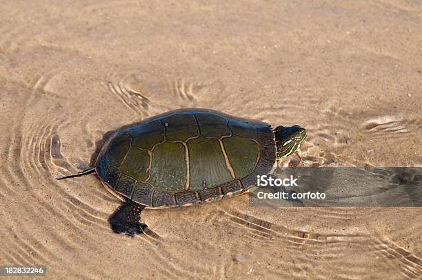 Painted Turtle Swimming In Lake Michigan Stock Photo - Download Image Now - Michigan, Painted Turtle - Turtle, Turtle