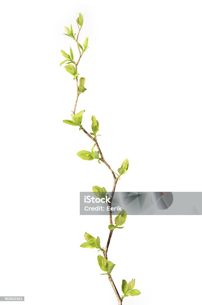 Spiraea filial na primavera sobre fundo branco - Foto de stock de Folha royalty-free