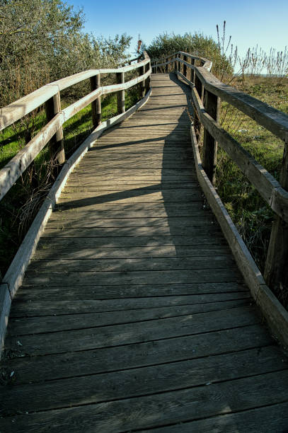 istock Wood beach entrance (Punta Marina, Italy) 1828324217