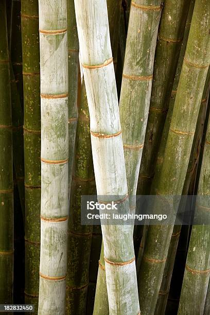 Foto de Bambu Kandy Sri Lanka e mais fotos de stock de Alto - Descrição Geral - Alto - Descrição Geral, Arvoredo de bambú, Bambu