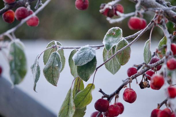 istock Red crab apple berries covered in frost 1828324732