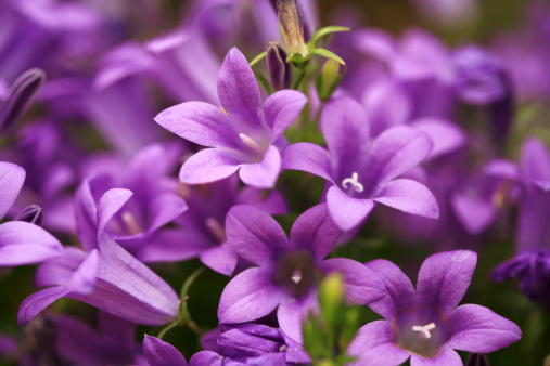 Close up of beautiful bellflowers (Campanula) in the garden.
