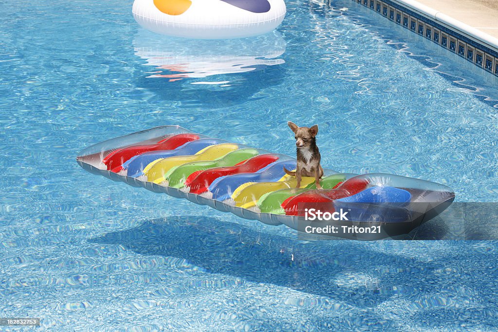Chihuahua de flotador - Foto de stock de Flotador - Accesorios de deportes acuáticos libre de derechos