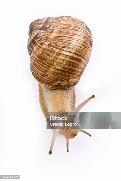 Gehäuseschnecke Stockfoto und mehr Bilder von Weinbergschnecke - Weinbergschnecke, Freisteller – Neutraler Hintergrund, Weißer Hintergrund