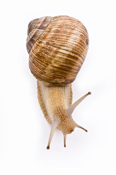 Isolated image of a garden snail on a white background stock photo