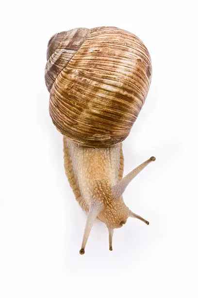 Photo of Isolated image of a garden snail on a white background