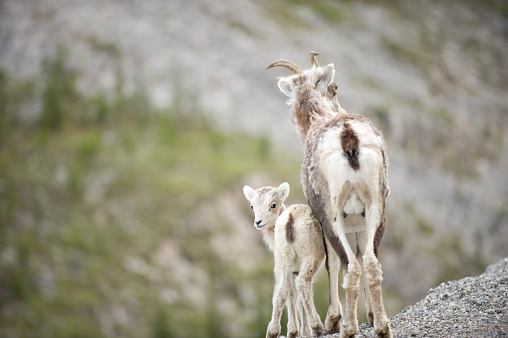 A ewe and her lamb on the edge of a cliff in Canada's Rocky Mountains.  Focus on the faces.  They stand back to the camera with the little one looking back at the camera.