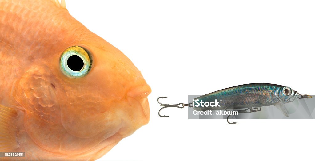 dangerous temptation fish with open mouth chasing fishing lure on white background Animal Stock Photo