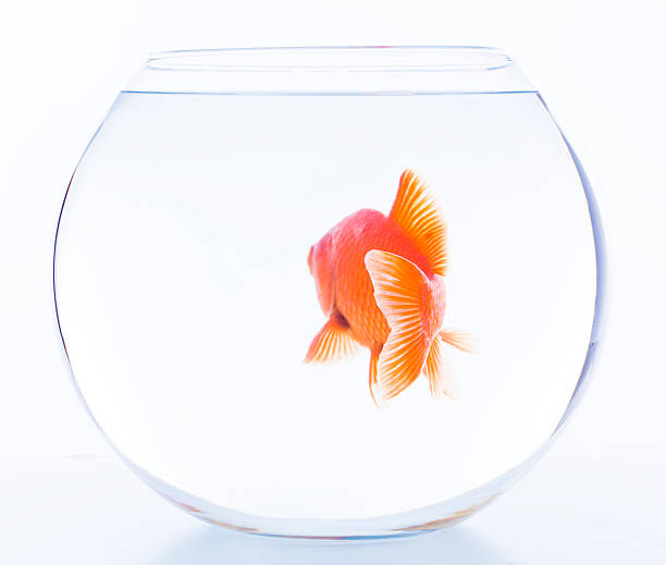 istock lonely goldfish in fishbowl 182832968