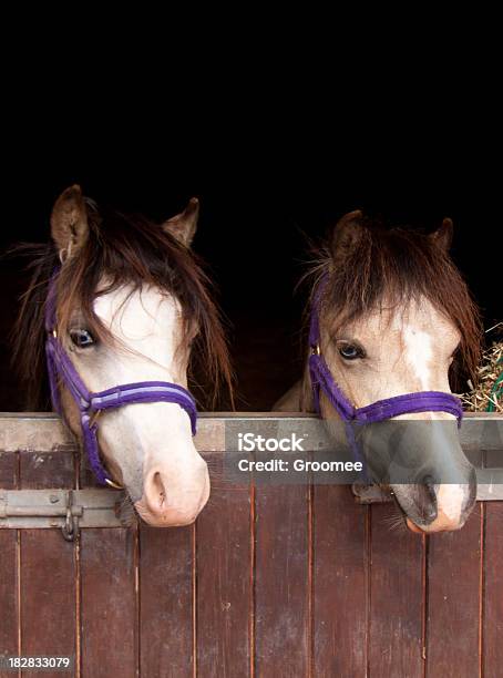 Doppio Dei Problemi Due Cavalli Guarda Più Stabile Della Portiera - Fotografie stock e altre immagini di Allerta