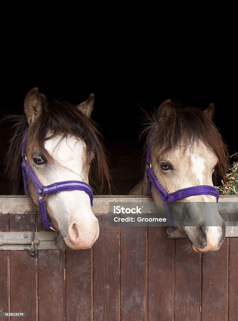 Dois problemas-dois póneis olhar mais estável Porta - Royalty-free Amizade Foto de stock