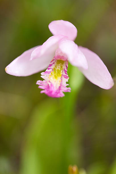 Rose Pogonia – Foto