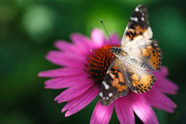 istock Painted Lady Butterfly on a coneflower 182833149