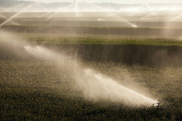istock Wisconsin cranberry fields being irrigated in early morning. 182833173