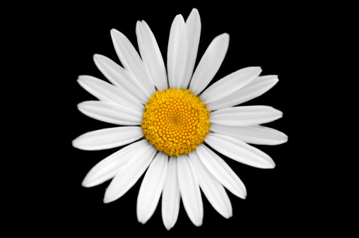 A single daisy isolated on a black background.