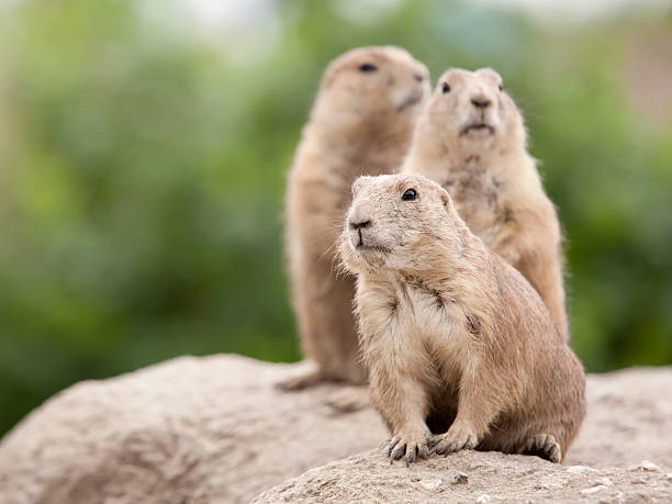 istock Prairie dog family close-up 182833368
