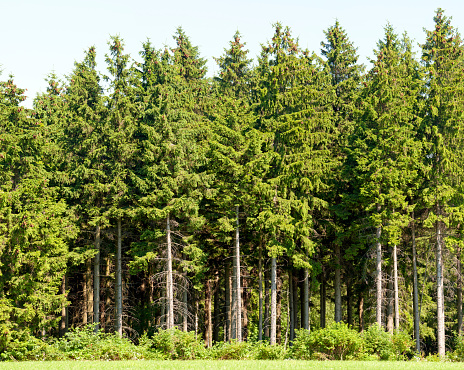 Aerial view of forest drone shot flying over spruce conifer treetops, nature background footage in High Quality resolution