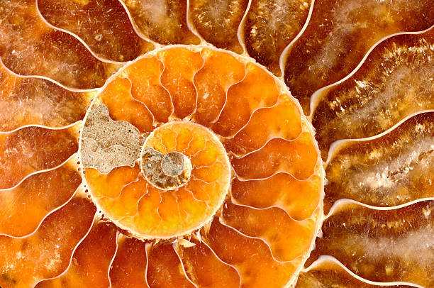 Snail Shell Curve 510+ Fibonacci Pattern Snail Shell Spiral Stock Photos, Pictures ...