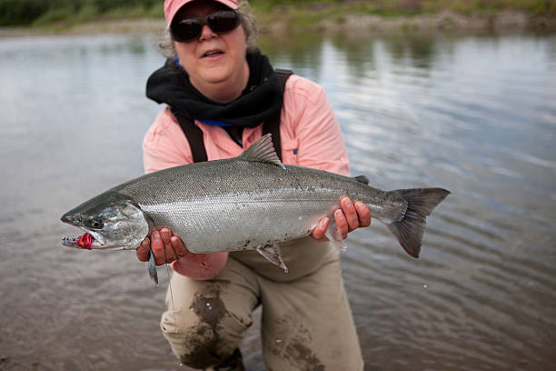 silver lachs gefangene fliegenfischen in alaska - coho salmon stock-fotos und bilder