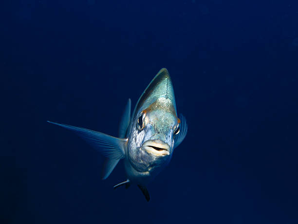 istock two banded sea bream - diplodus vulgaris 182833612