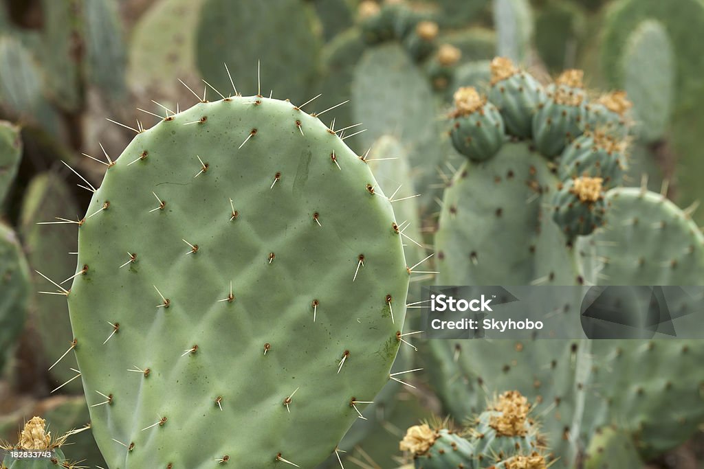Cactus Patch A patch of Prickly Pear cactus Bud Stock Photo