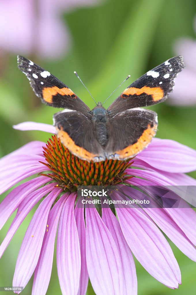 Echinacea flower and Red admiral butterfly - I  Animal Stock Photo