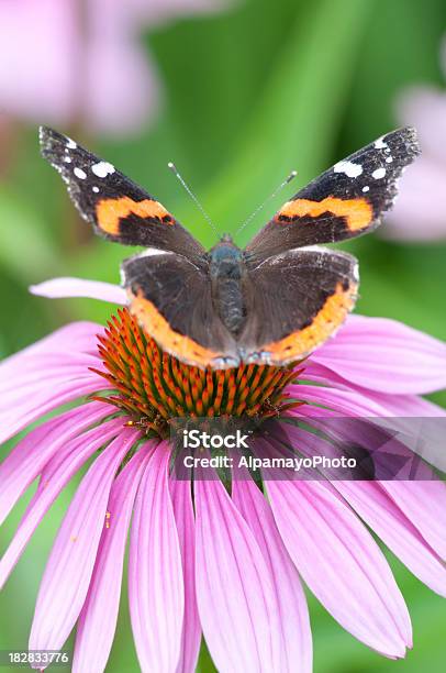 Echinacea Flower And Red Admiral Butterfly I Stock Photo - Download Image Now - Animal, Awe, Backgrounds