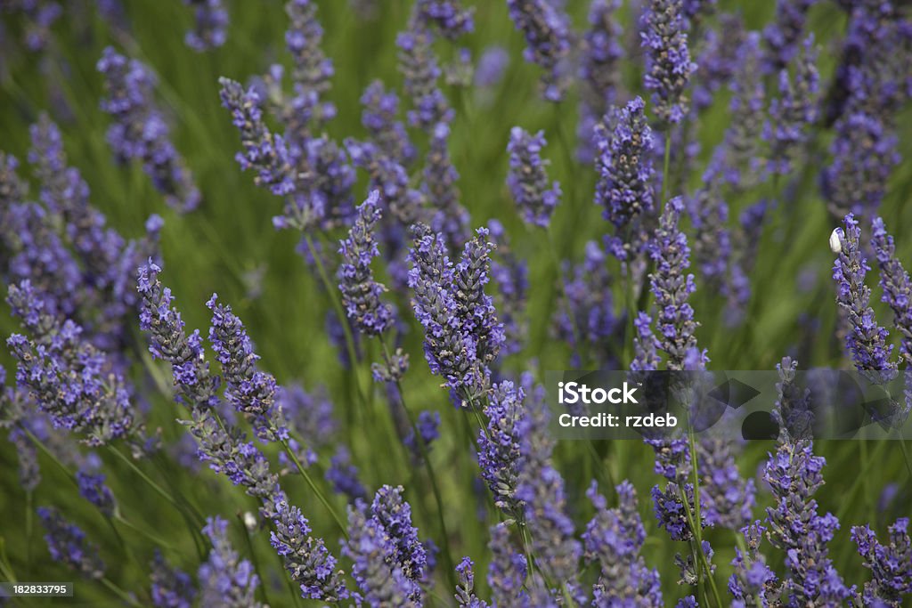 Lavender Flowers Flower Stock Photo