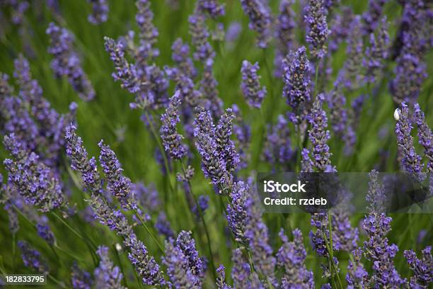 Lavender Flowers Stock Photo - Download Image Now - Flower, Flower Head, Formal Garden